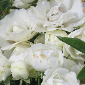 Szkółka róż - róże rabatowe polianty - biały  - Rosa  Snövit - róża bez zapachu - D.A. Koster, F.J. Grootendorst - Jej grupowe kwiaty są kiściaste i trwałe. Efektownie wygląda sadzona grupowo.